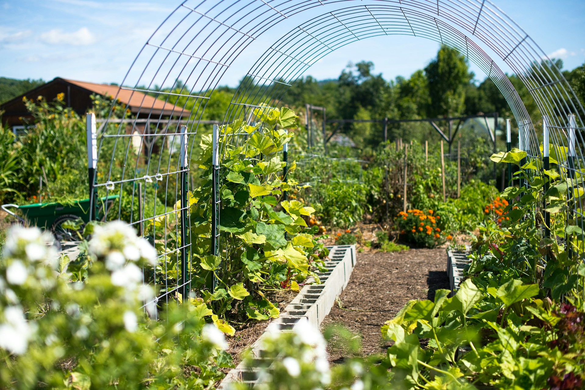 Pictuer of a garden patch