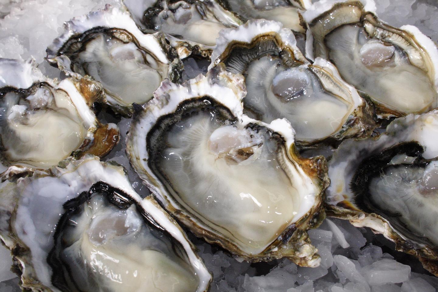 Bunch of oysters